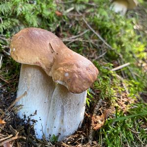 Steinpilz