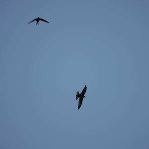 Common Swift