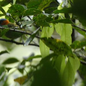 Unknown Species