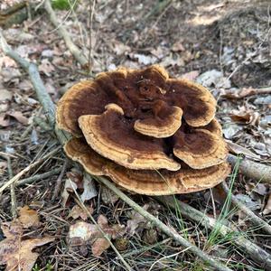 Unknown Species