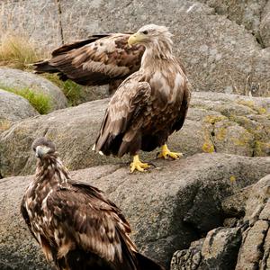 Seeadler