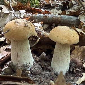 Sommer-Steinpilz