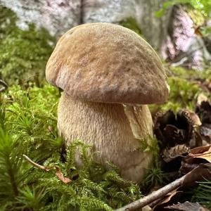Sommer-Steinpilz
