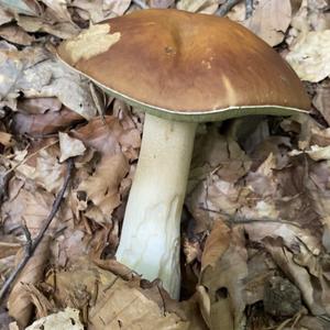 Sommer-Steinpilz