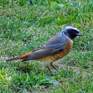 Common Redstart