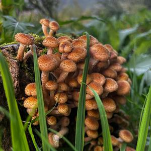Unknown Species