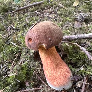 Flockenstieliger Hexenröhrling