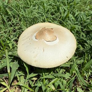 Unknown Species