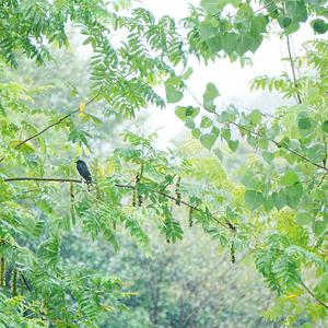 Bronzed Drongo