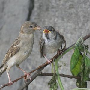 Haussperling