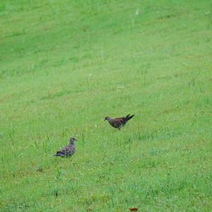 Oriental Turtle-dove