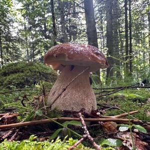 King Bolete
