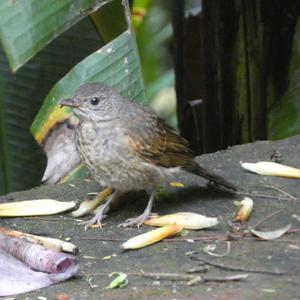 Unknown Species