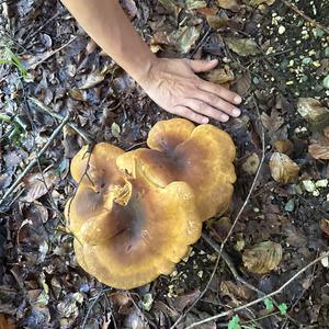 Unknown Species