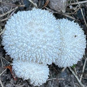 Igel-Stäubling