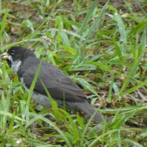 Unknown Species