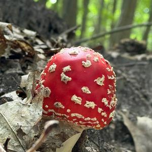 Fliegenpilz