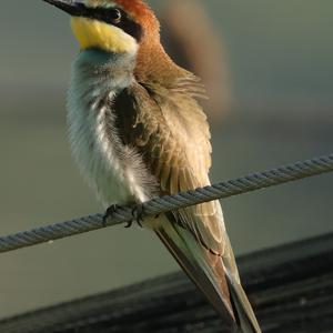 Bienenfresser
