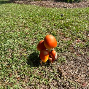 Unknown Species