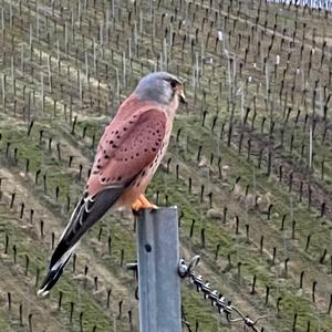 Turmfalke