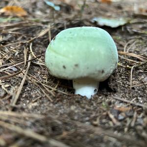 Cracked Green Russula