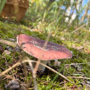 Unknown Species
