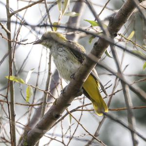 Eurasian Golden Oriole