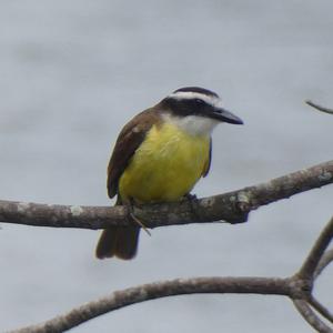 Unknown Species