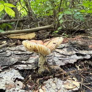 Unknown Species