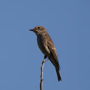 Spotted Flycatcher