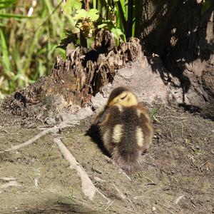 Mallard