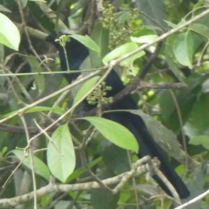 Unknown Species