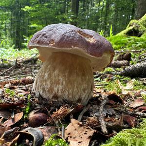 King Bolete