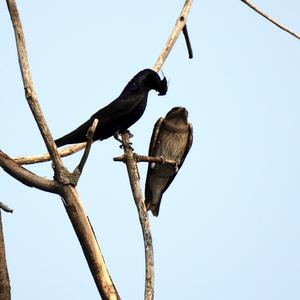 Purple Martin