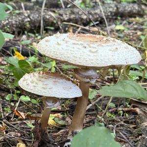 Parasol Mushroom