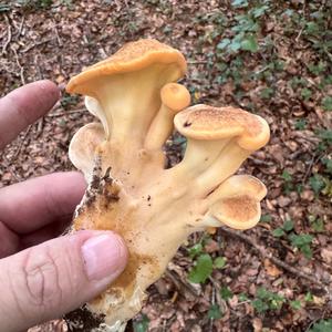 Unknown Species