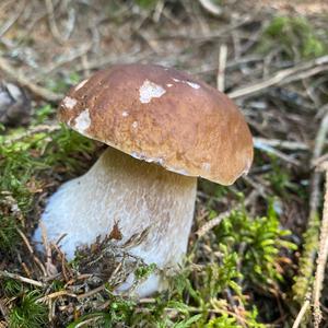 Steinpilz