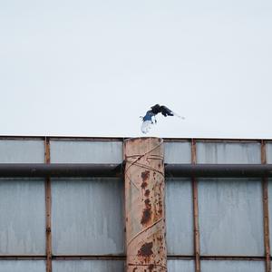 Black-billed Magpie