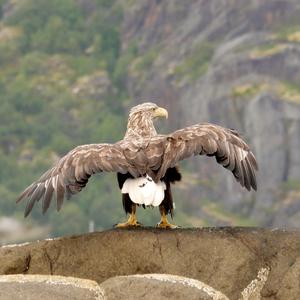 Seeadler