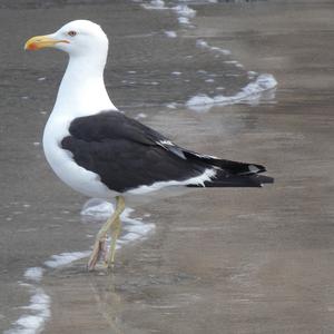 Unknown Species