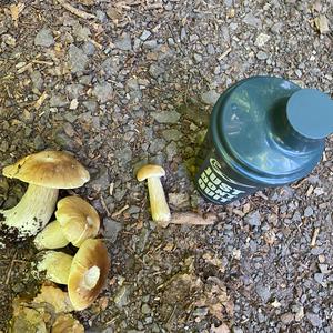 Summer Bolete