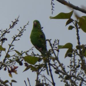 Unknown Species
