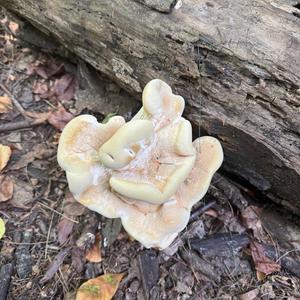 Unknown Species