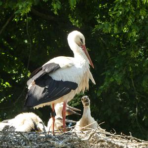 Weißstorch