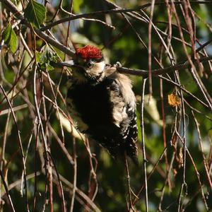 Great Spotted Woodpecker