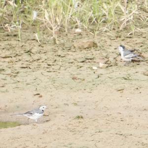White Wagtail