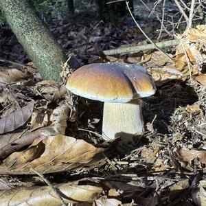 Steinpilz