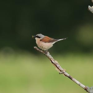 Red-backed Shrike