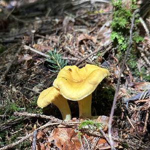 Chanterelle, Common