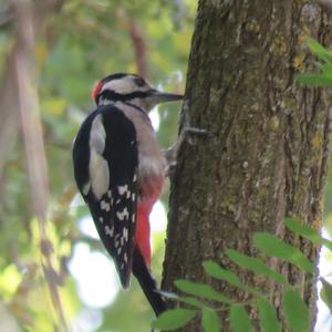 Great Spotted Woodpecker